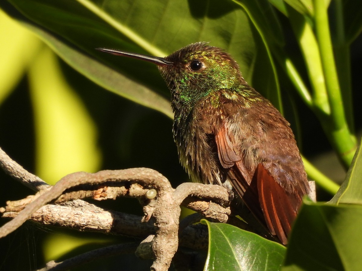 Beril Kolibrisi - ML647308918