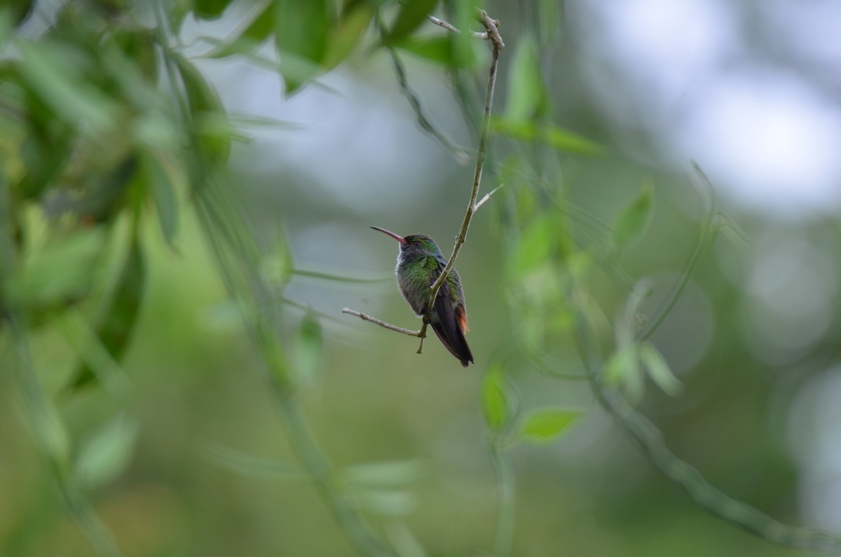 Rufous-tailed Hummingbird - ML647308921