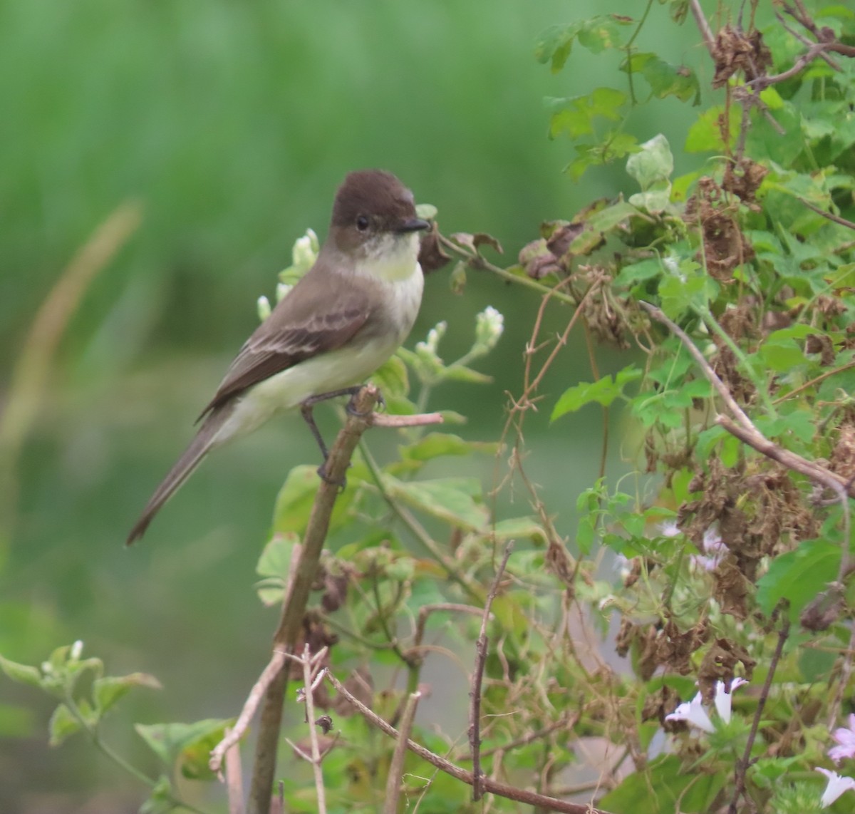 Eastern Phoebe - ML647308923