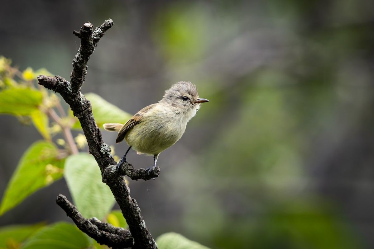 Southern Beardless-Tyrannulet - ML647308928