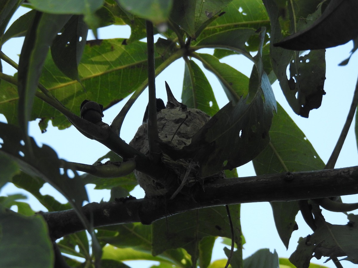 Red-billed Emerald - ML647308929