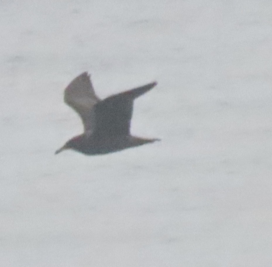 Heermann's Gull - ML647308931