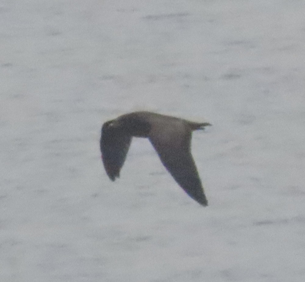 Heermann's Gull - ML647308933