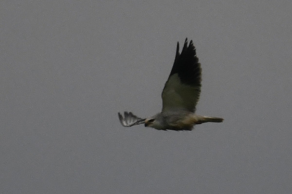 דאה שחורת-כתף - ML647308946