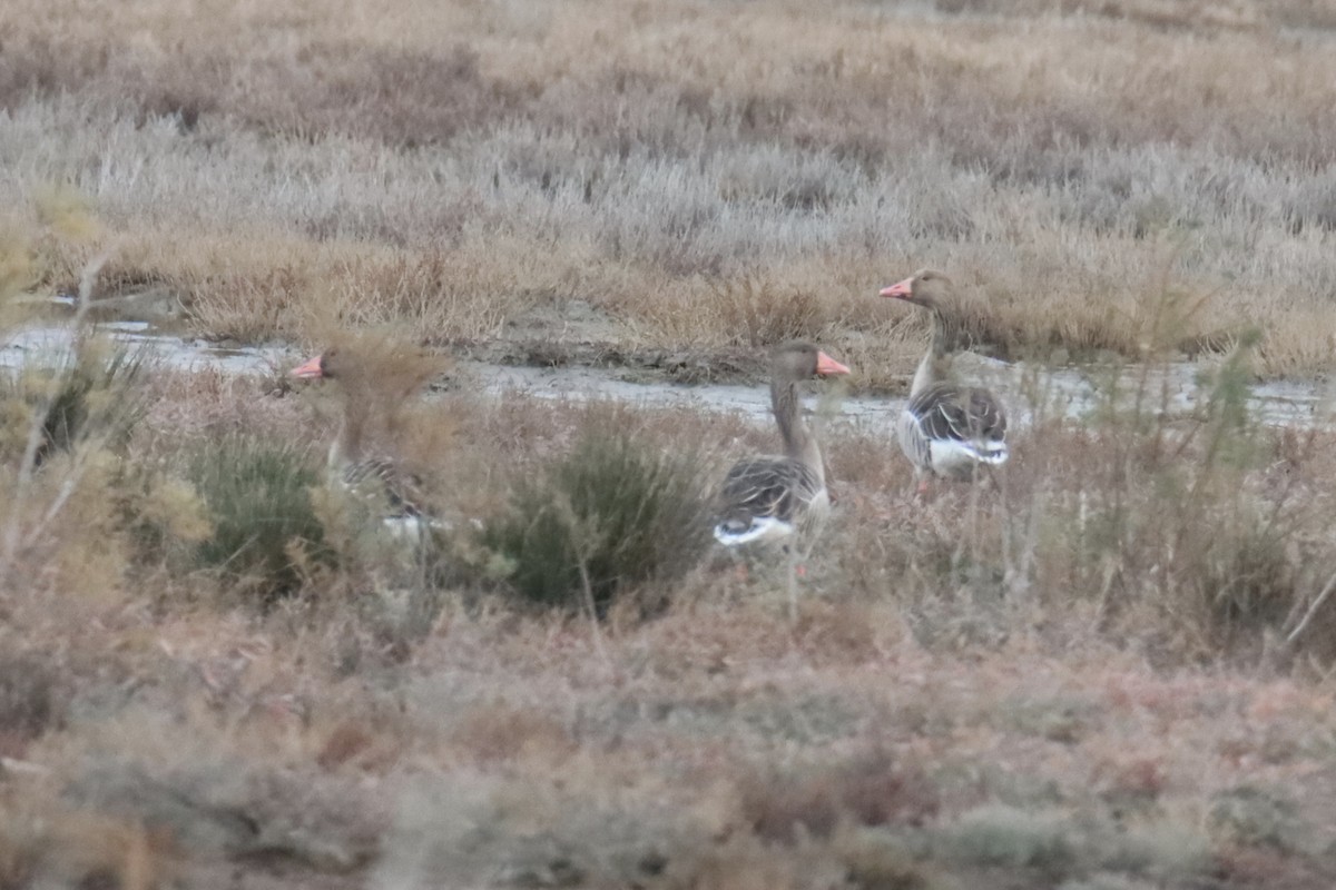 Graugans - ML647308947