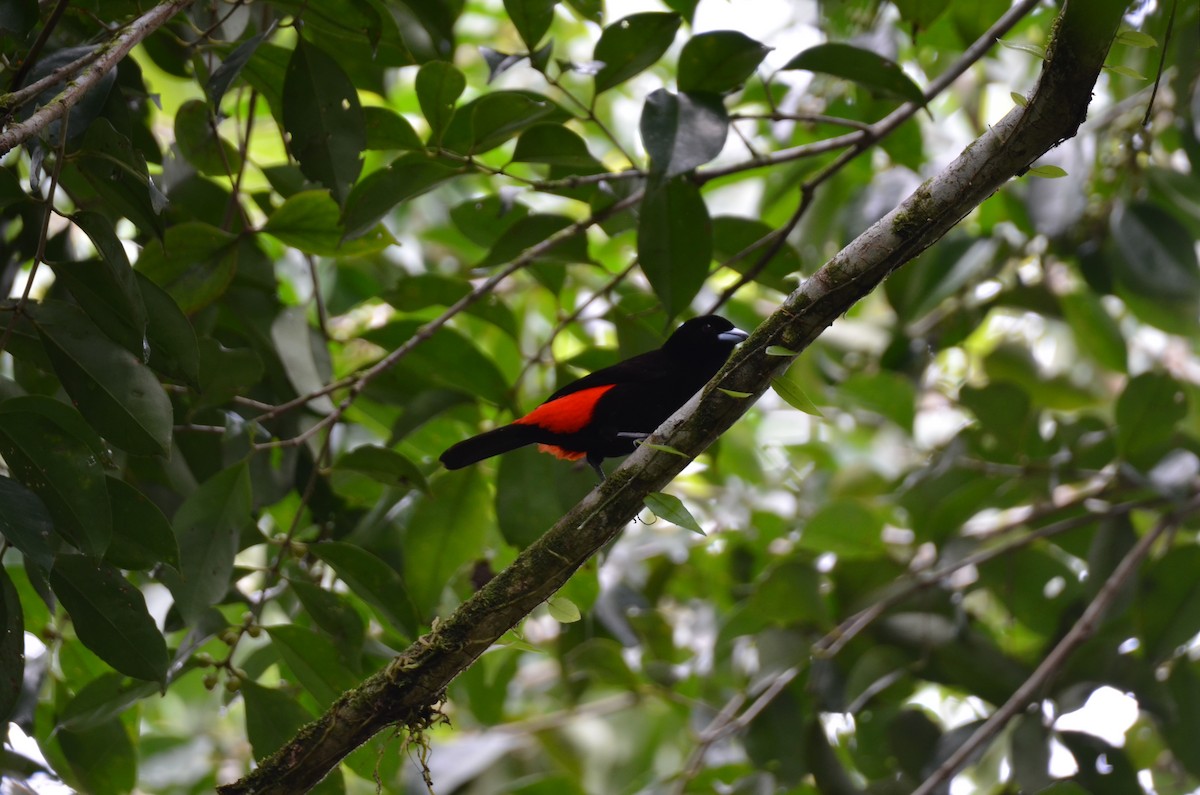 Scarlet-rumped Tanager - ML647308948