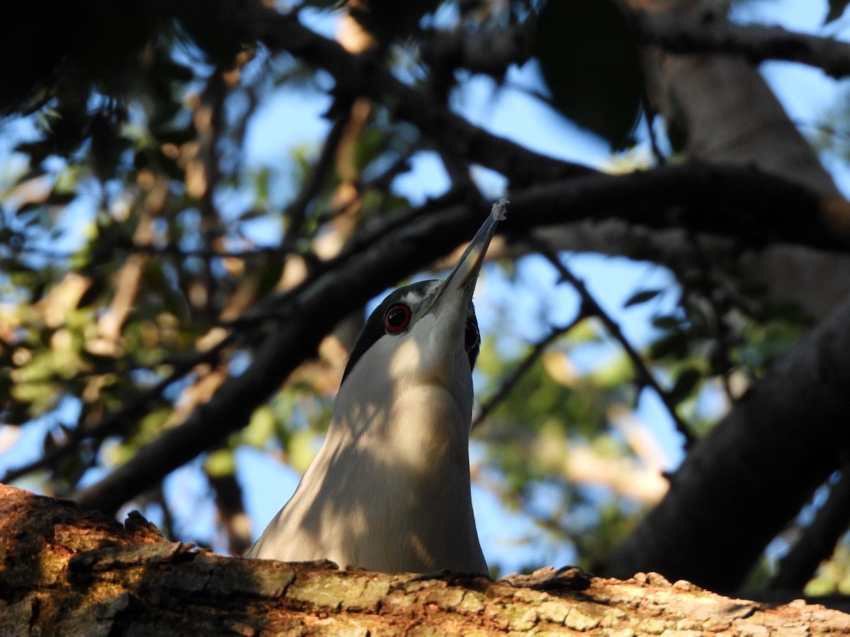 Gece Balıkçılı - ML647308954