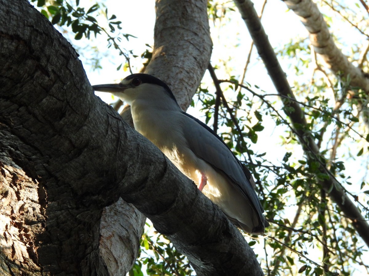 Gece Balıkçılı - ML647308955