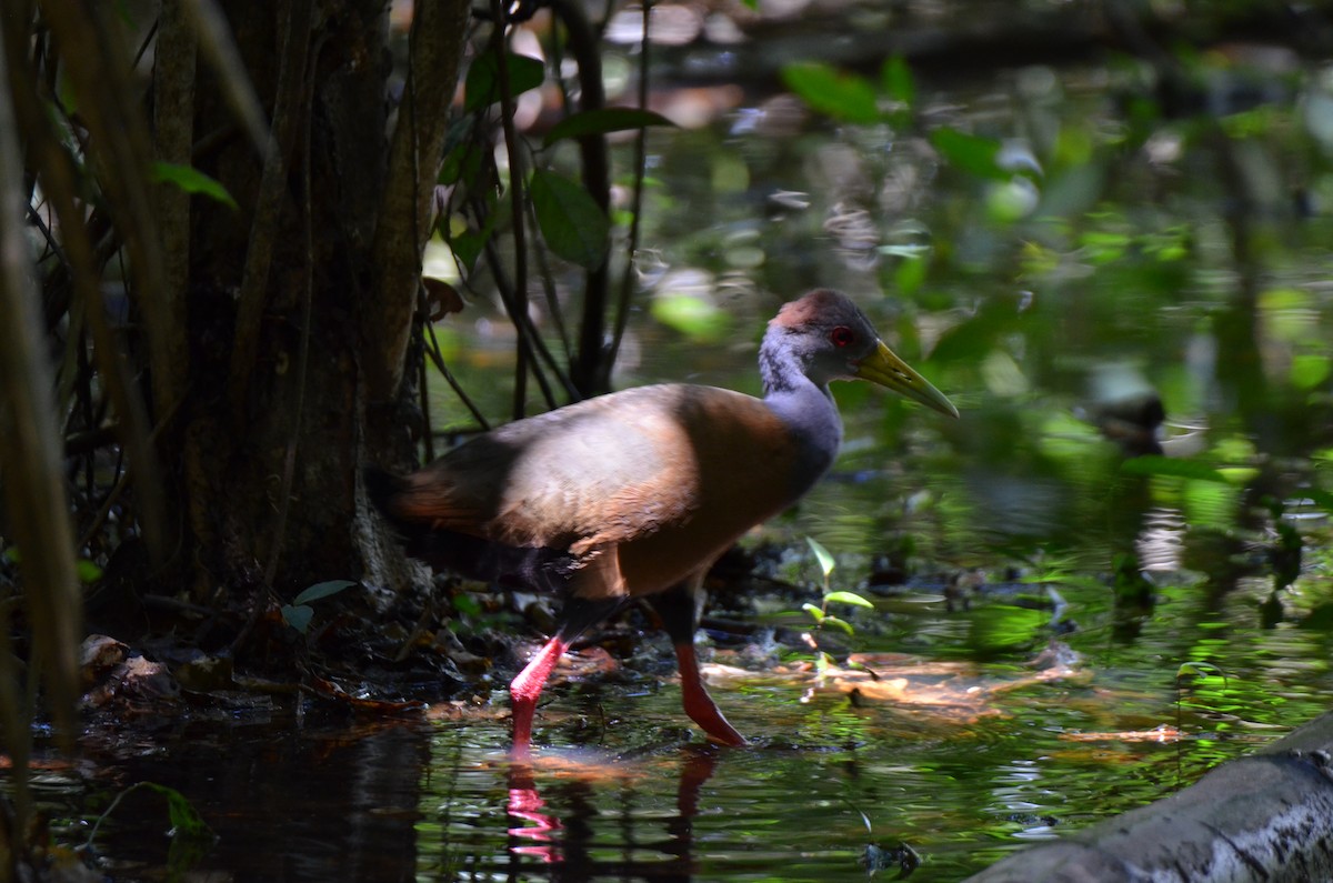 Russet-naped Wood-Rail - ML647308969