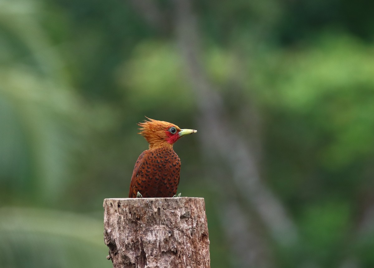 Chestnut-colored Woodpecker - ML647308971
