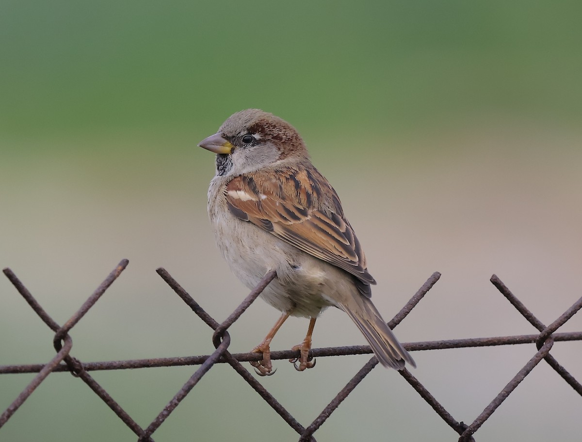 Moineau domestique - ML647308974