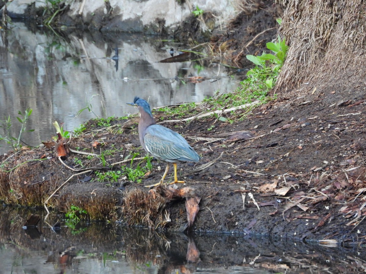 Yeşil Balıkçıl - ML647308978