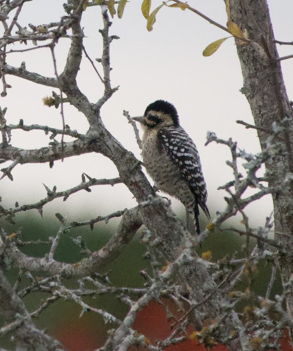 Ladder-backed Woodpecker - ML647308979