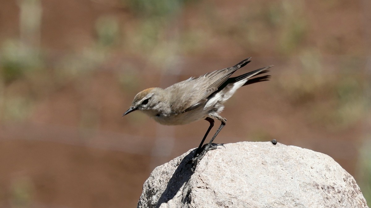 White-browed Ground-Tyrant - ML647308986