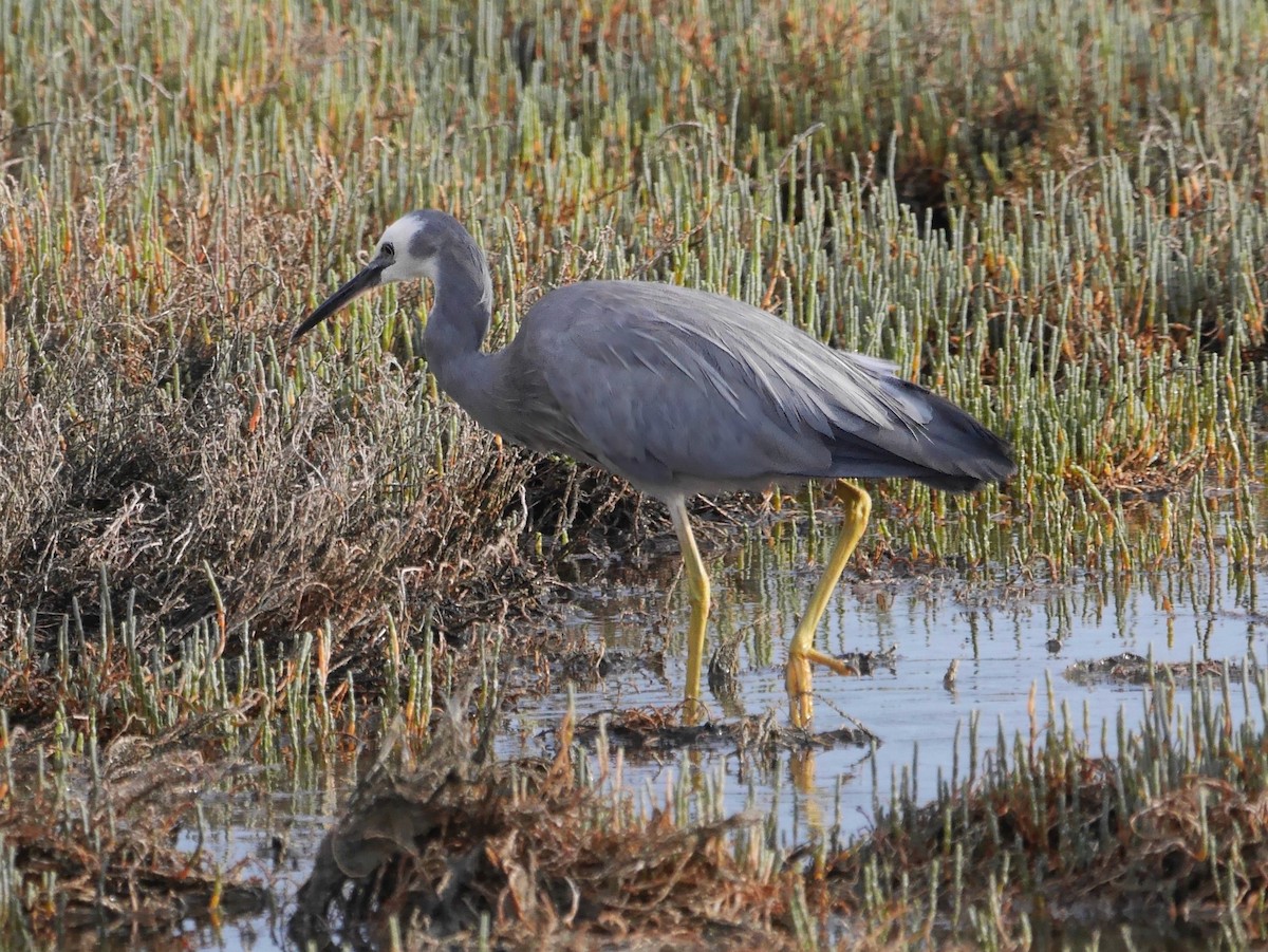 White-faced Heron - ML647309000