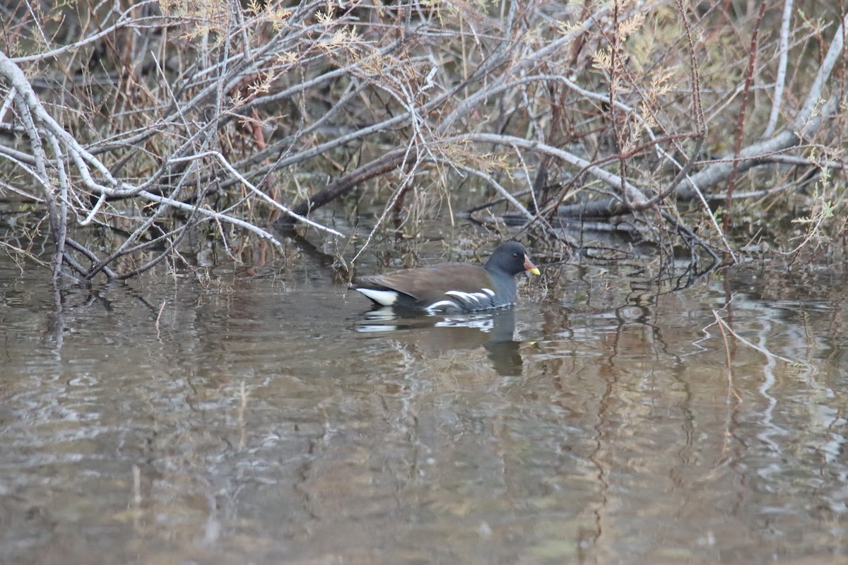 Teichhuhn - ML647309003