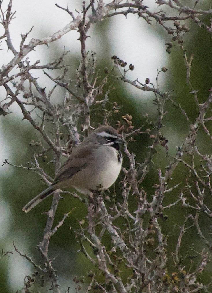 ノドグロヒメドリ - ML647309018