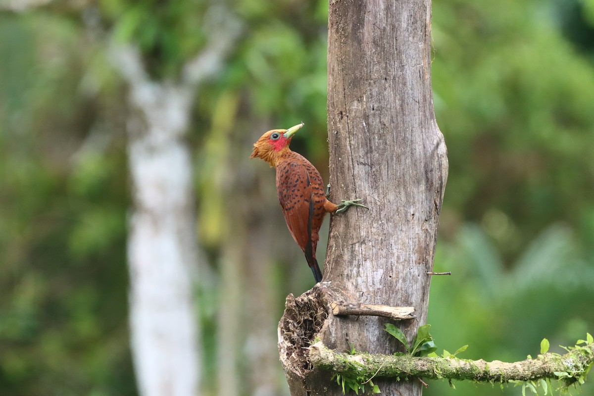 Chestnut-colored Woodpecker - ML647309020