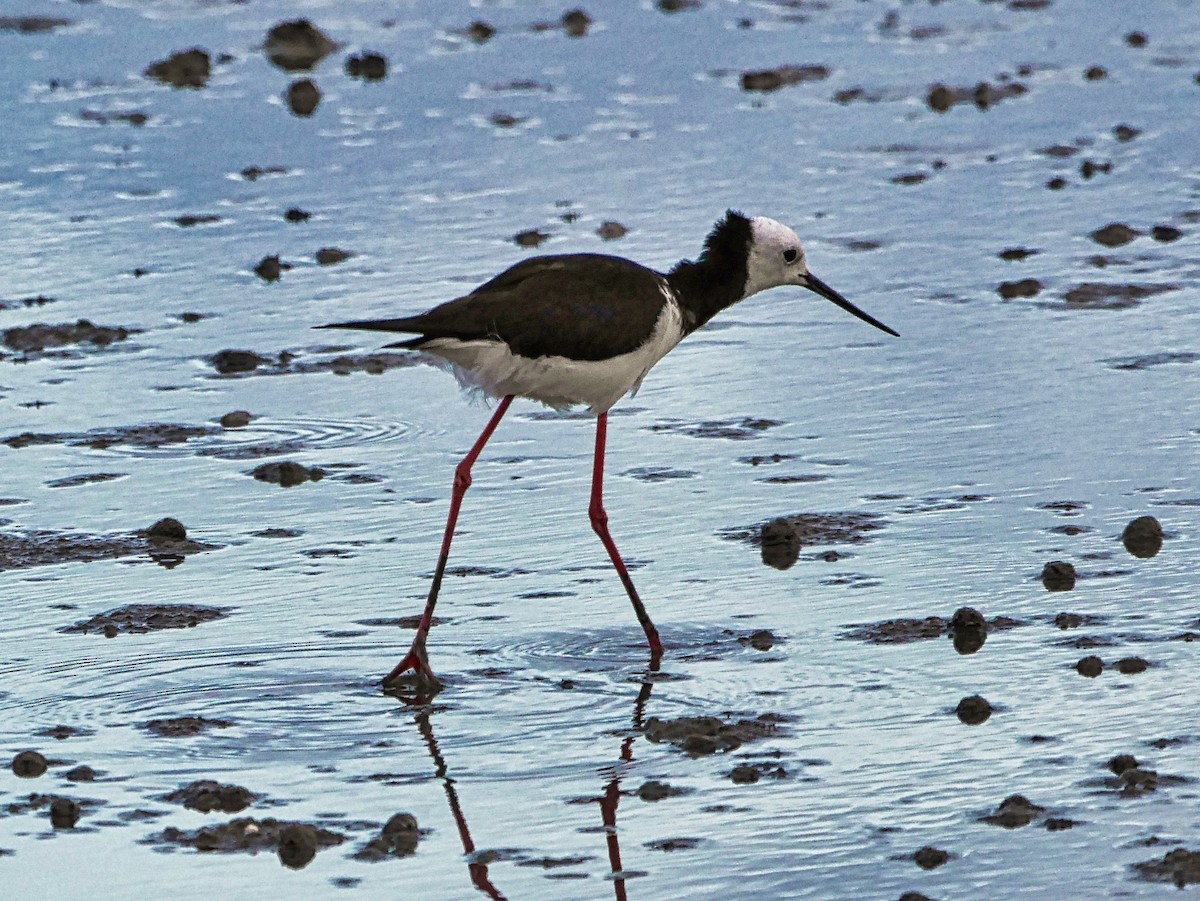 Pied Stilt - ML647309028