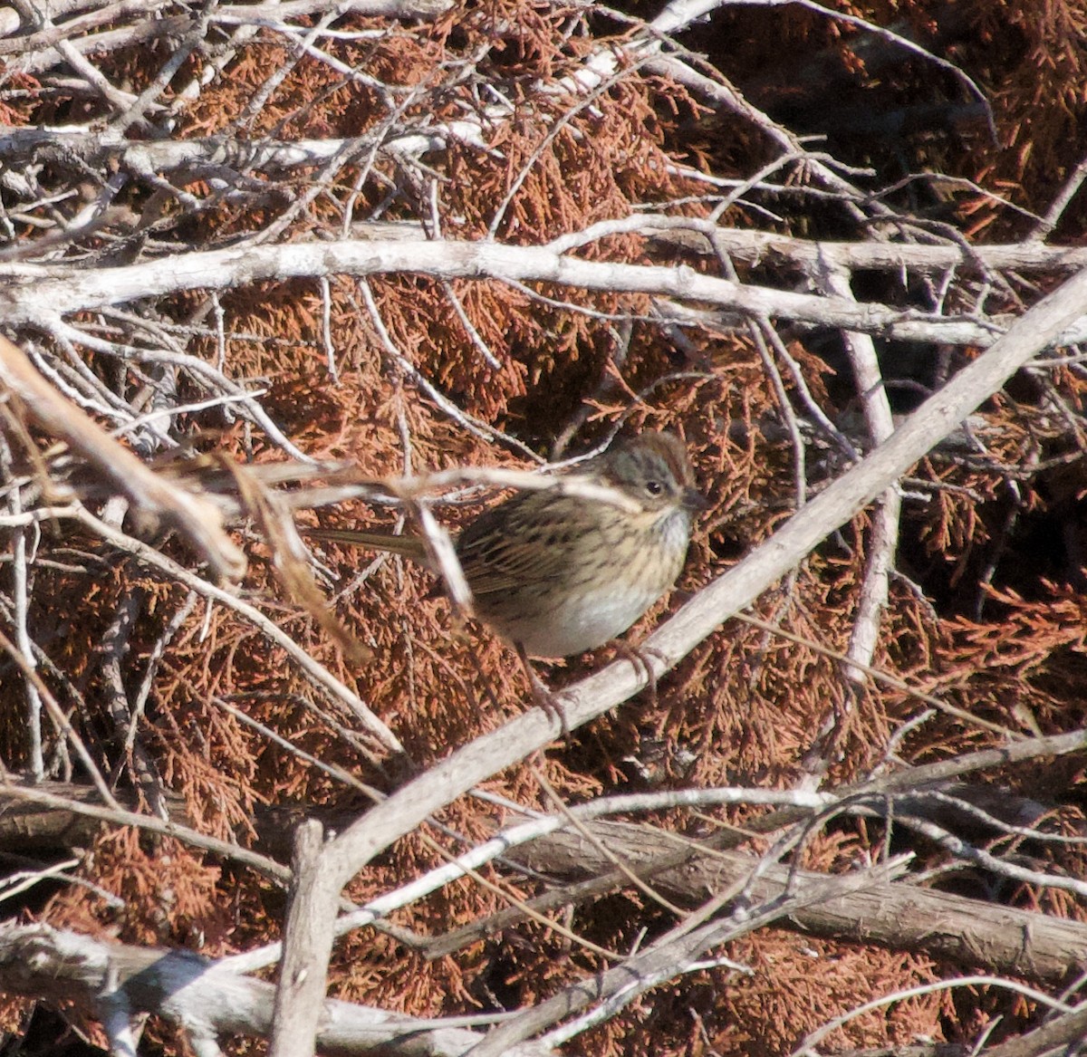 Lincoln's Sparrow - ML647309038
