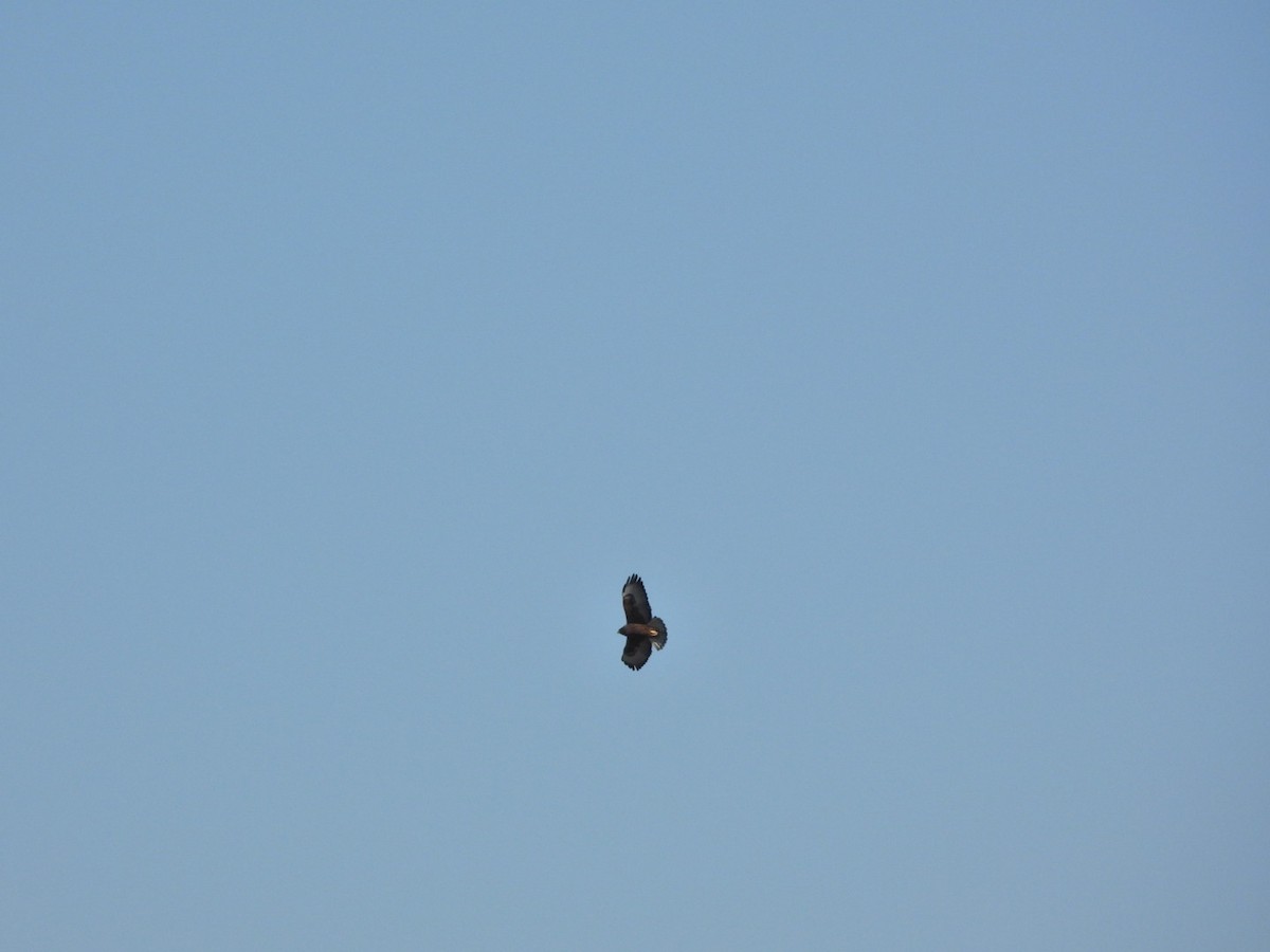 Kısa Kuyruklu Şahin - ML647309039