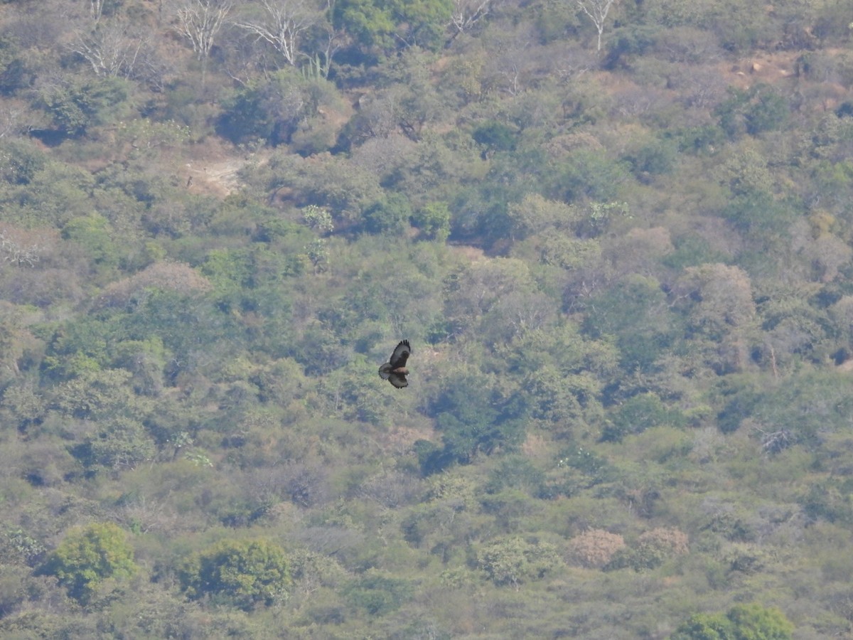 Kısa Kuyruklu Şahin - ML647309040