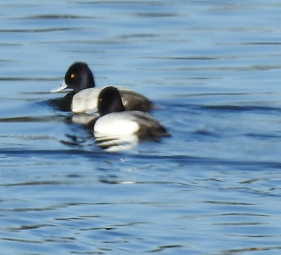 Lesser Scaup - ML647309049