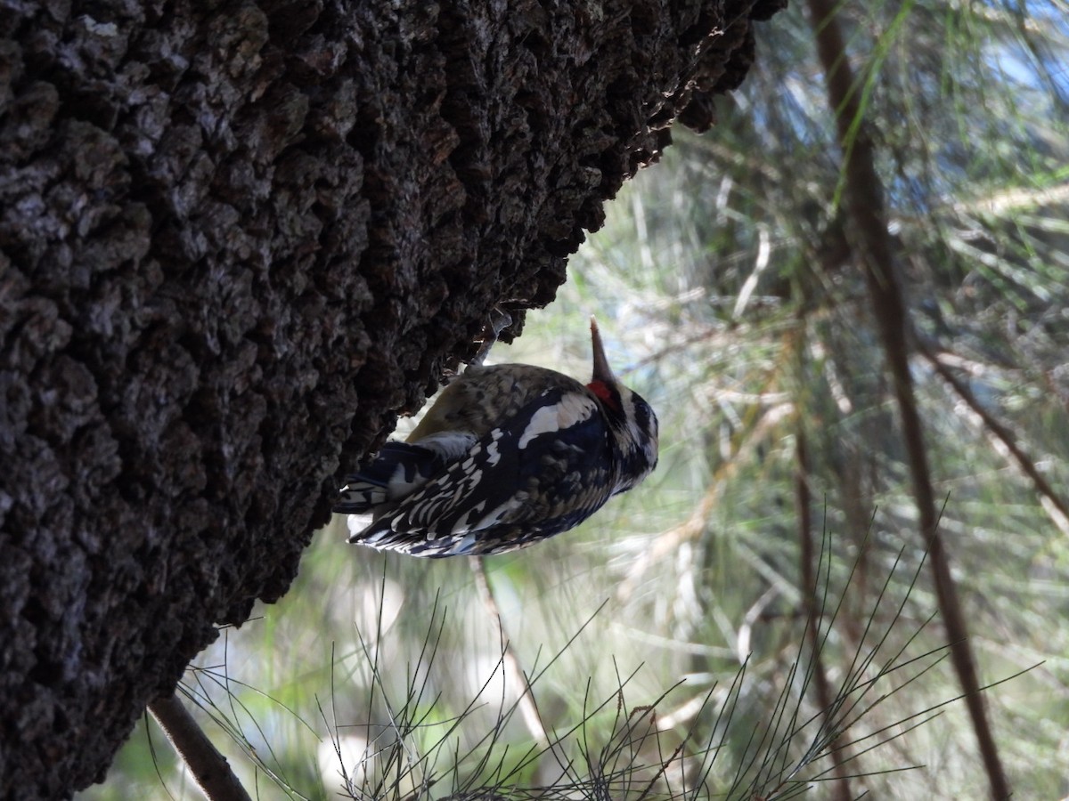 Sarı Karınlı Ağaçkakan - ML647309099