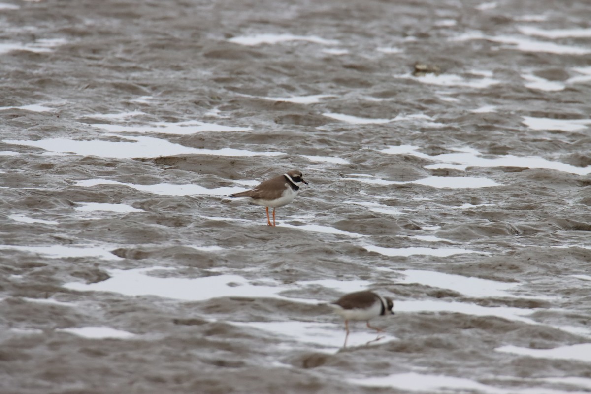 Sandregenpfeifer - ML647309103