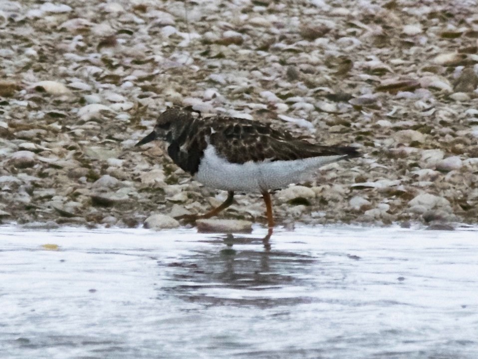 Ruddy Turnstone - ML647309105
