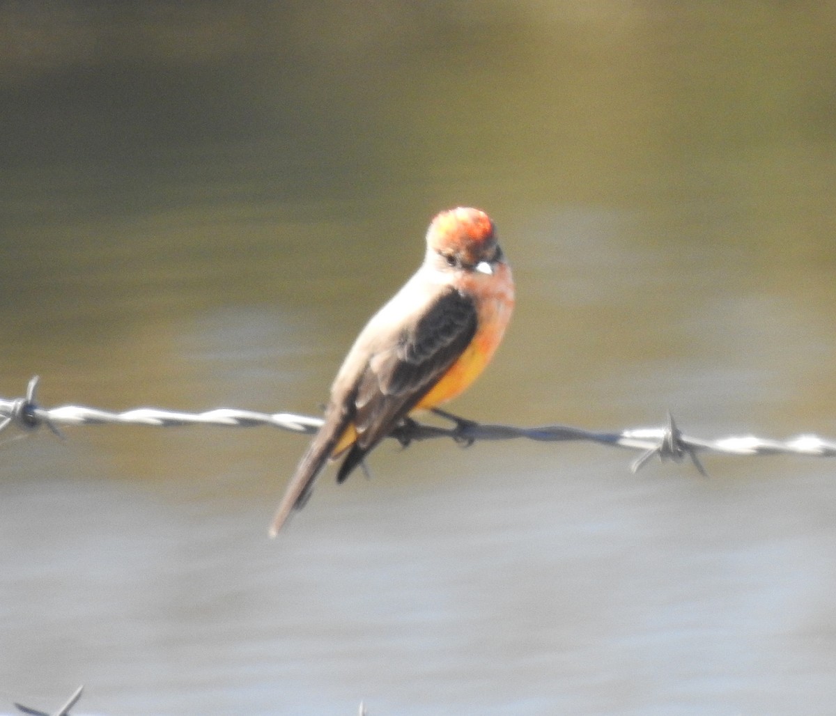 Vermilion Flycatcher - ML647309108