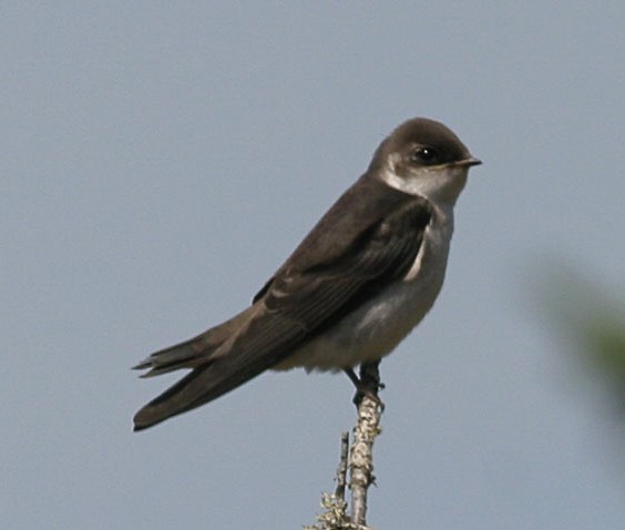 Violet-green Swallow - ML64730911