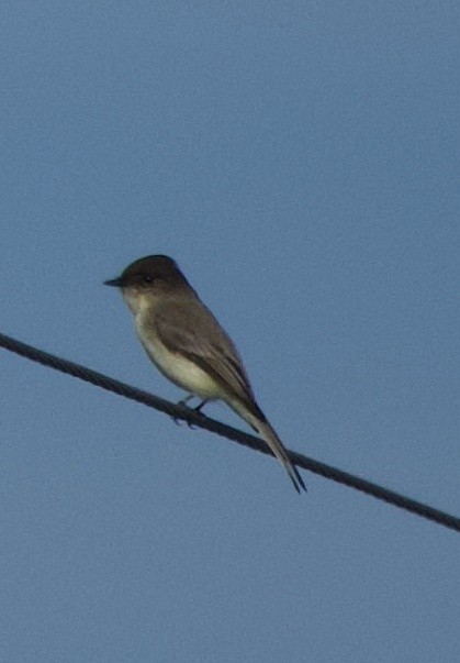 Eastern Phoebe - ML647309112