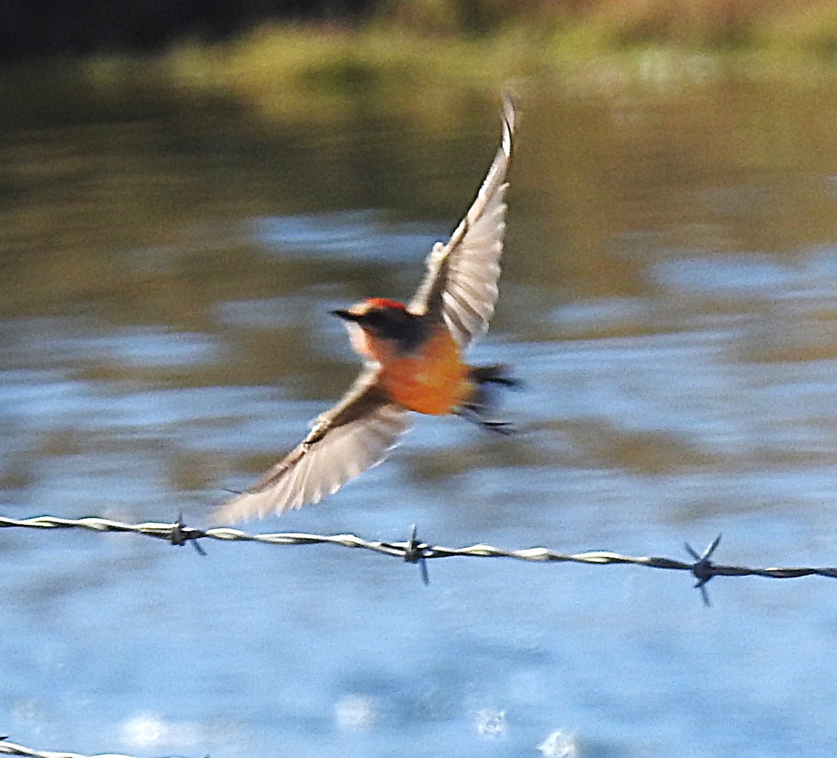 Vermilion Flycatcher - ML647309121
