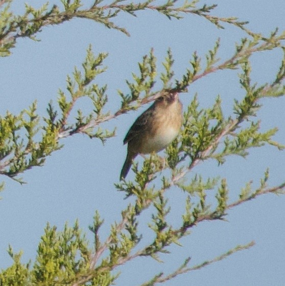 Grasshopper Sparrow - ML647309134