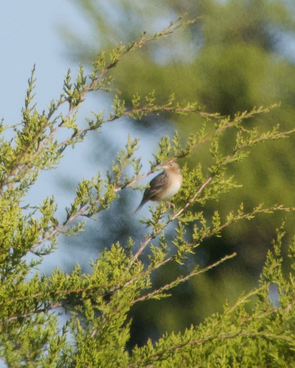 Grasshopper Sparrow - ML647309135