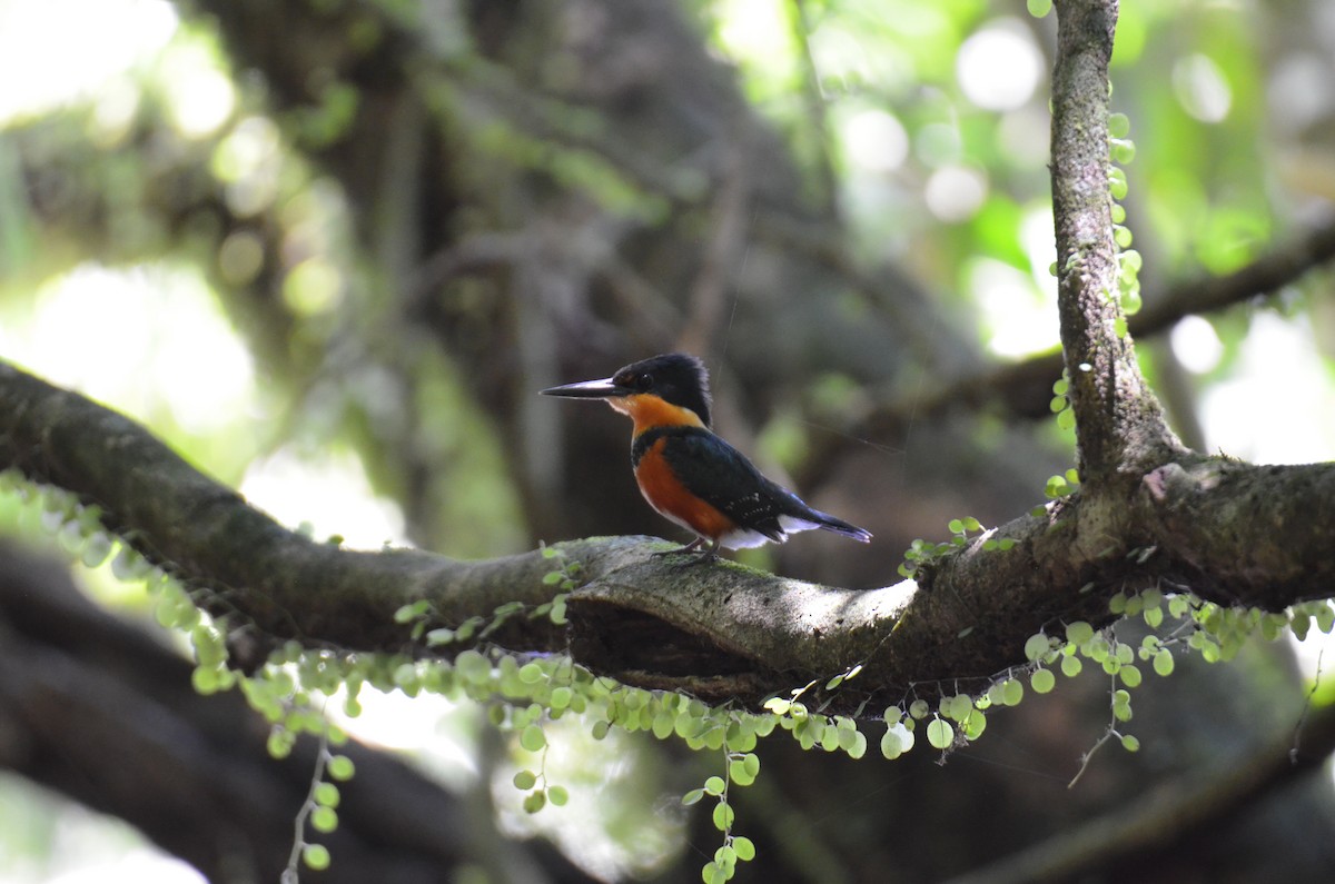 American Pygmy Kingfisher - ML647309143
