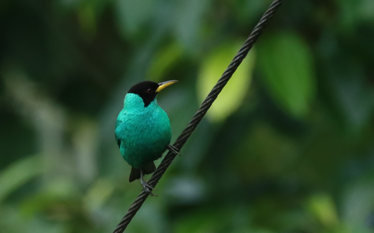 Green Honeycreeper - ML647309144
