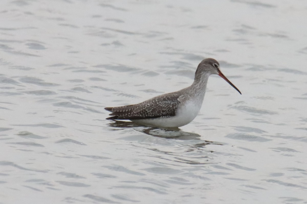 Dunkelwasserläufer - ML647309145