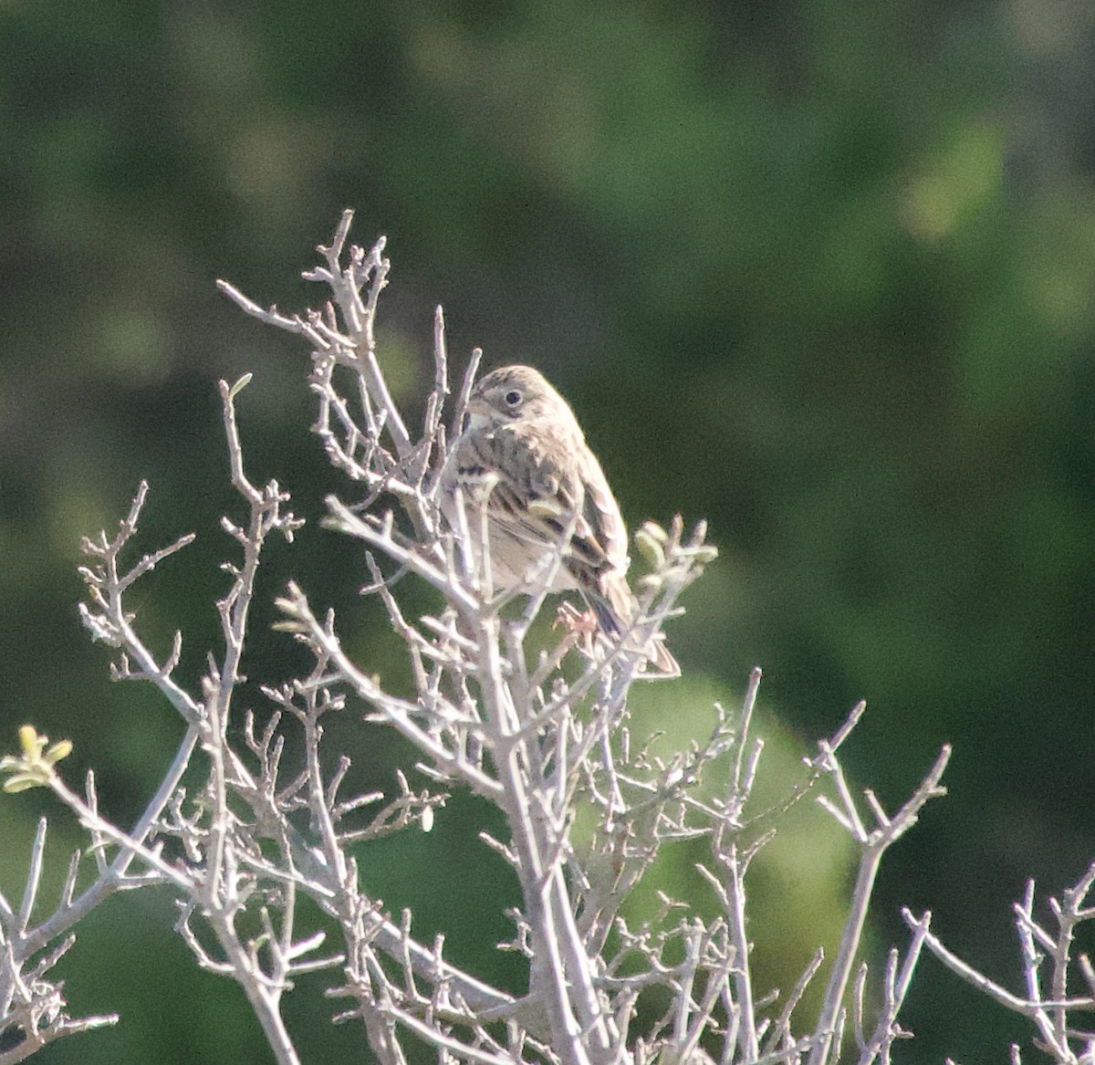 Vesper Sparrow - ML647309147