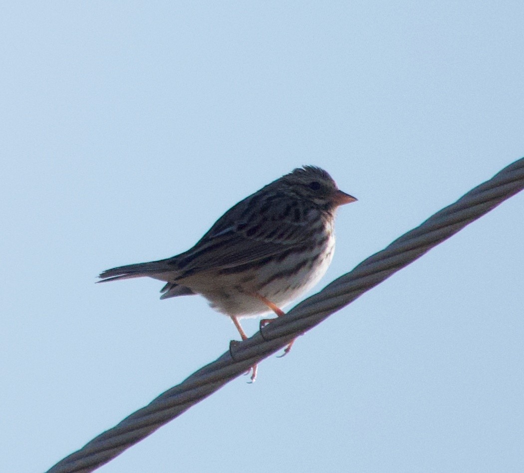 稀樹草鵐 - ML647309161