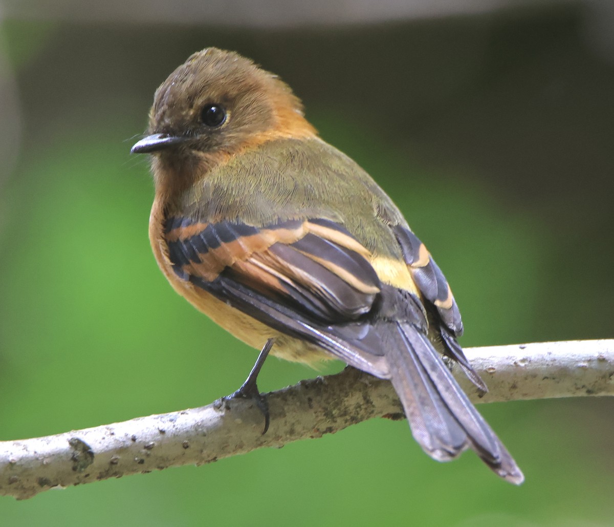Cinnamon Flycatcher - ML647309182