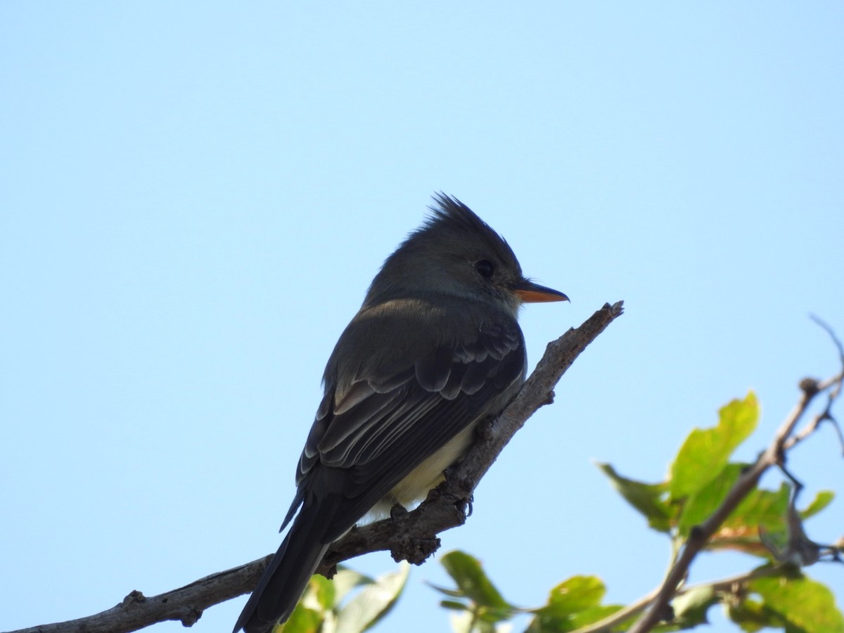 Greater Pewee - ML647309185