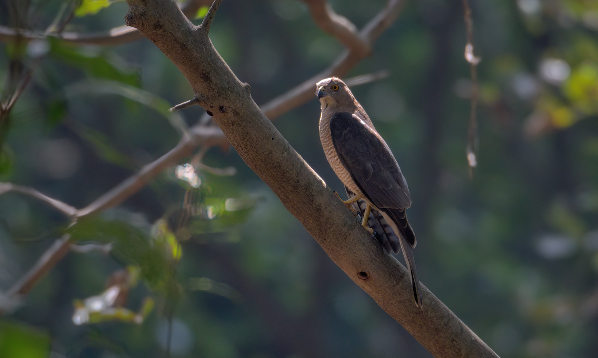 Shikra - ML647309187