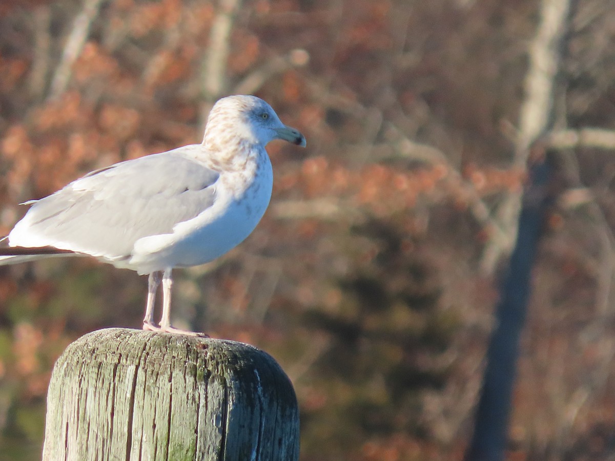 American Herring Gull - ML647309190