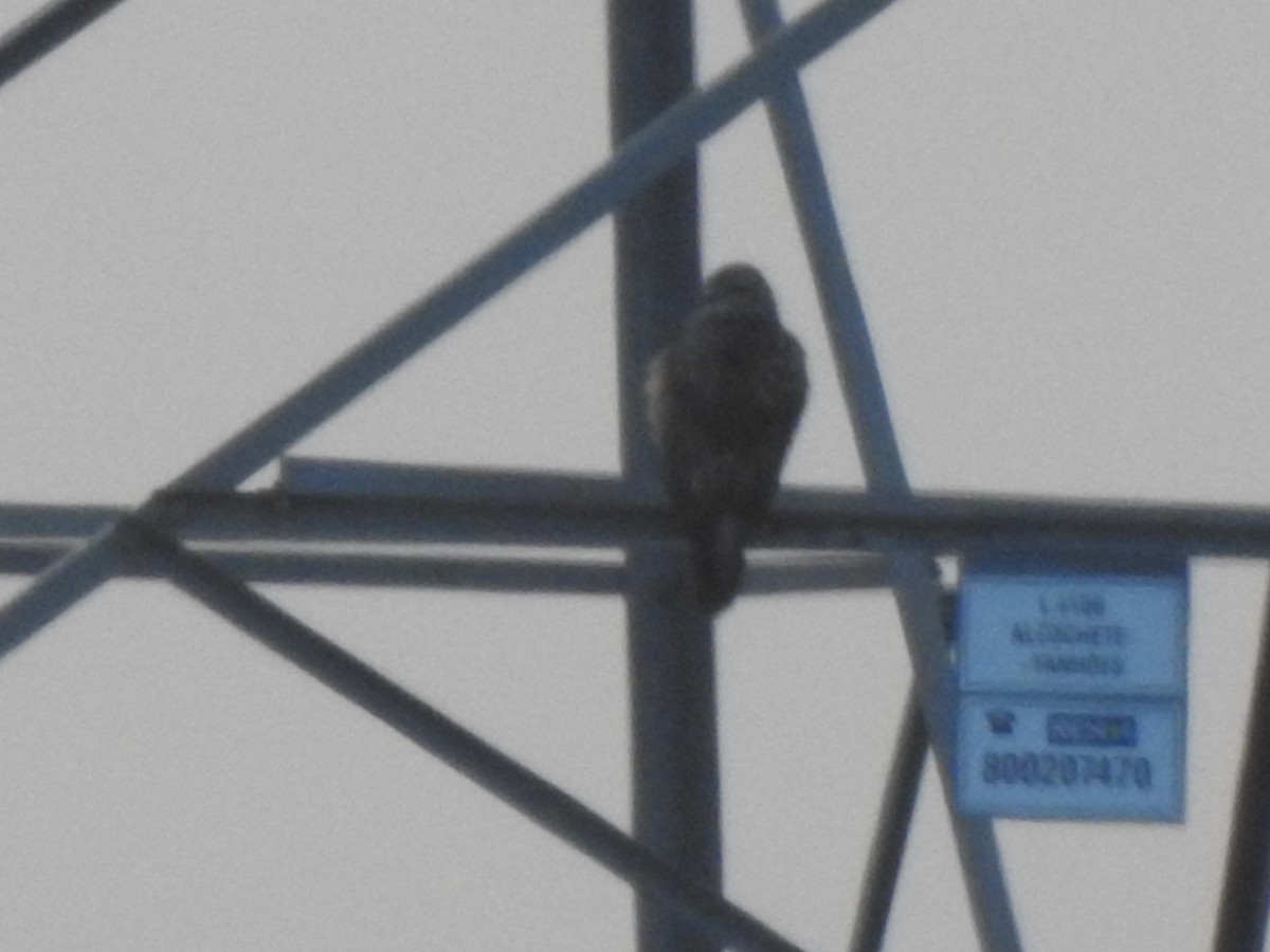 Common Buzzard - ML647309191
