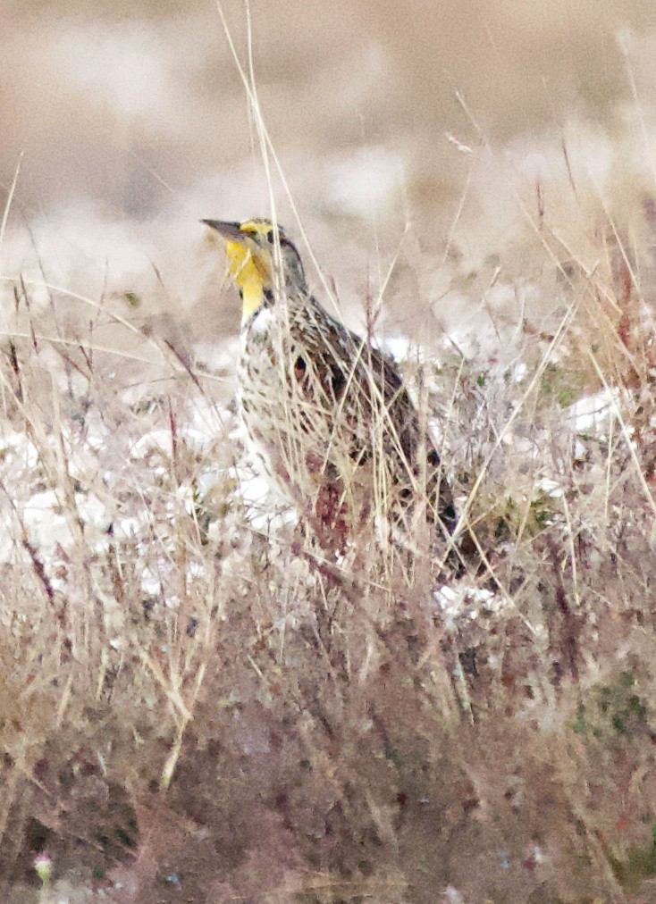Western Meadowlark - ML647309192