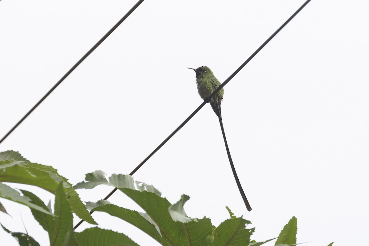Black-tailed Trainbearer - ML647309193