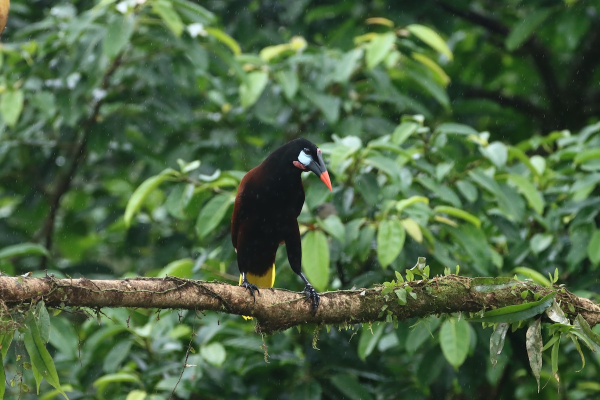 Montezuma Oropendola - ML647309194