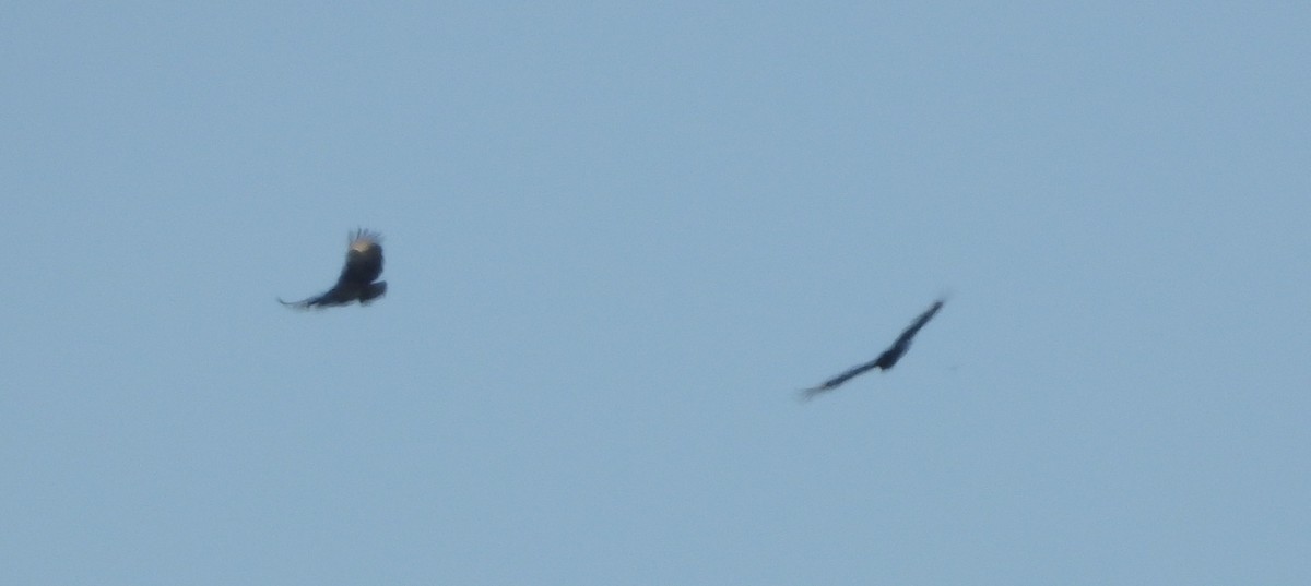 Black Vulture - ML647309197